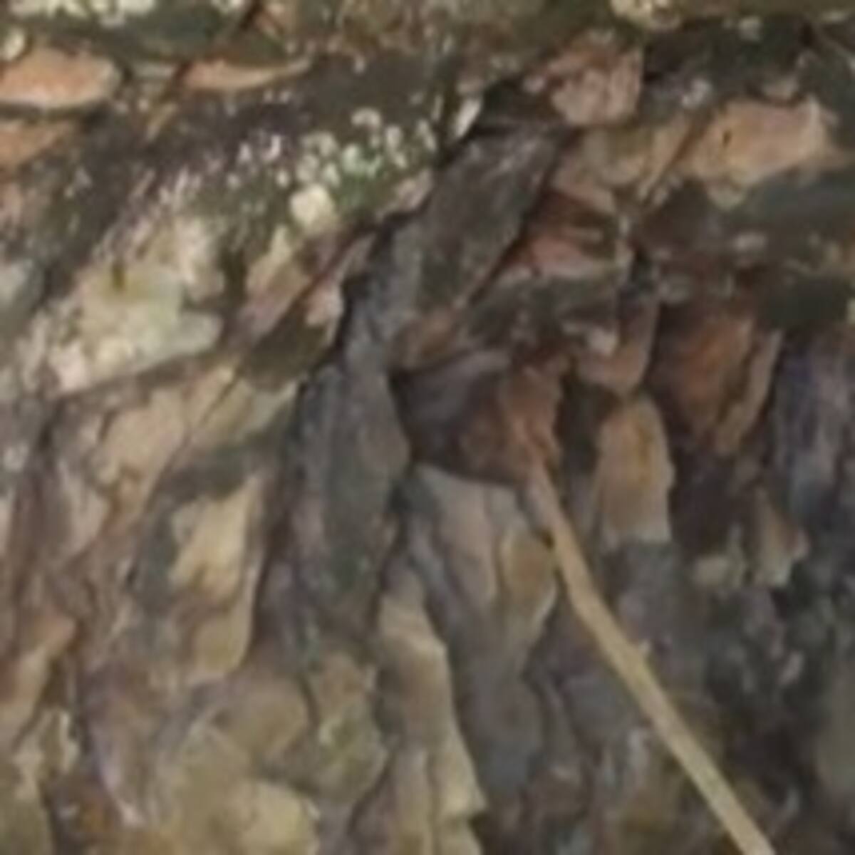 ¡A punta de carne! Así pueden contrarrestar los efectos del mercurio mineros en Santander