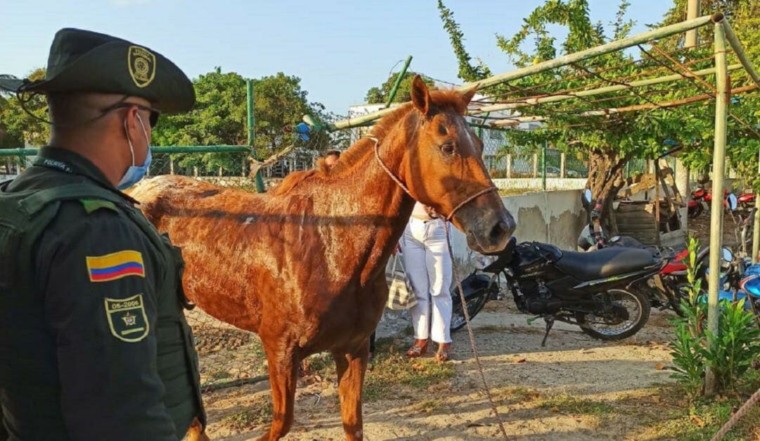 La entidad hizo un llamado a los cocheros a seguir las normas estipuladas y a tener en cuenta las indicaciones de los veterinarios