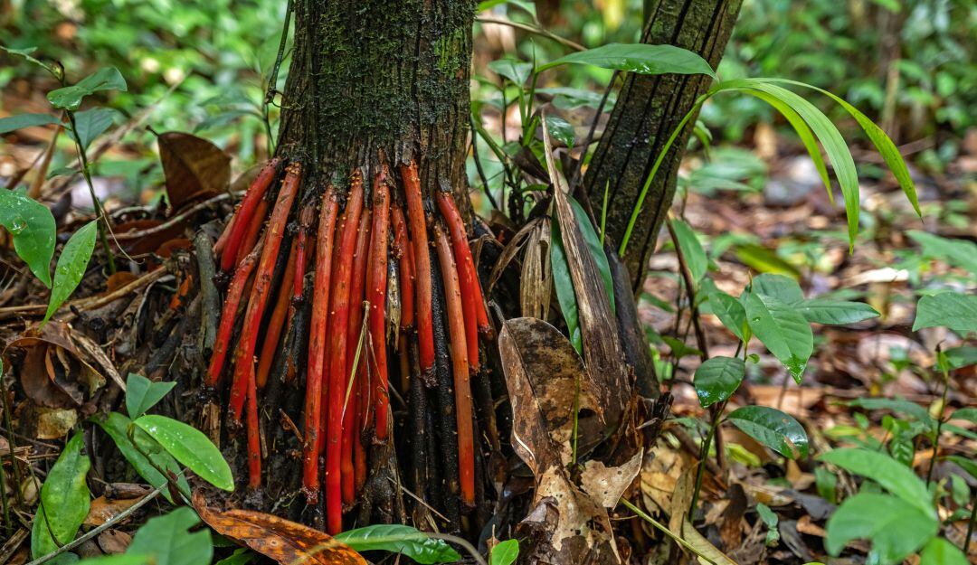 Raiz de la palma de Acaí con aplicación en la cosmética.