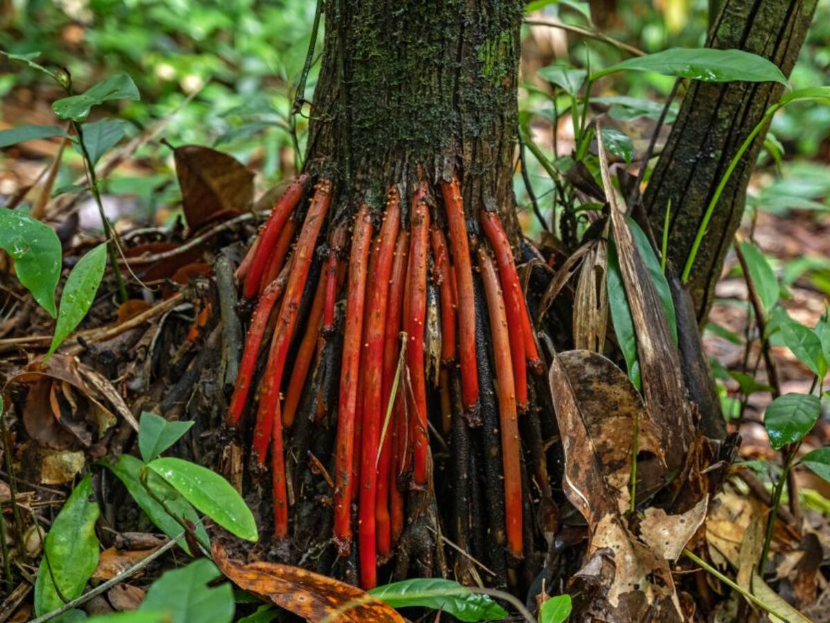 Decreto 690, cuidando y viviendo de nuestros bosques