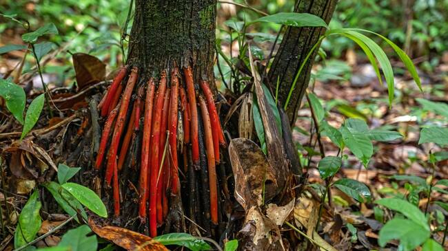 Raiz de la palma de Acaí con aplicación en la cosmética.