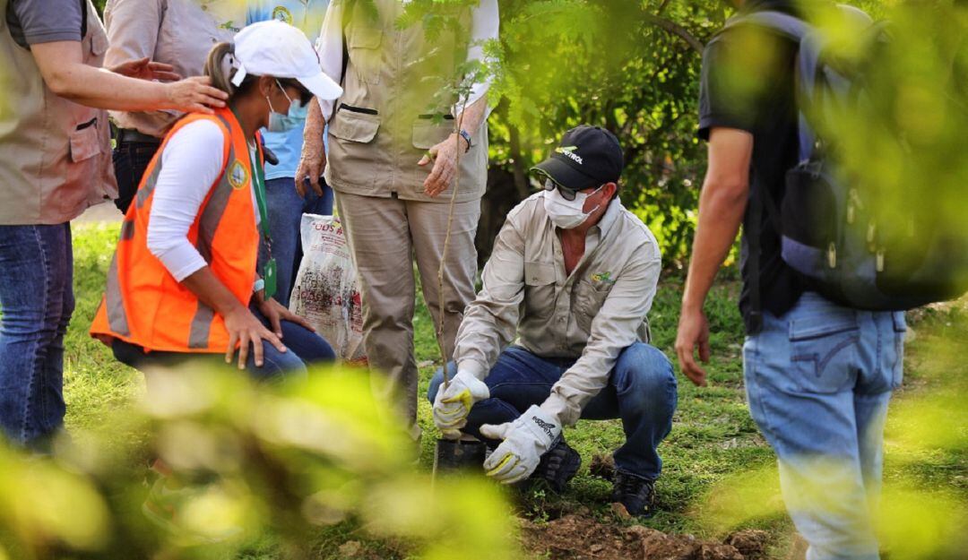 En la región Caribe se están sembrando 234.265 árboles