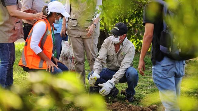 En la región Caribe se están sembrando 234.265 árboles