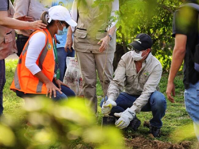 En la región Caribe se están sembrando 234.265 árboles