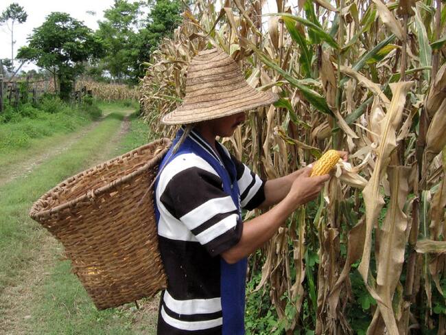Cultivadores de maíz en Tolima están a punto de "totearse"