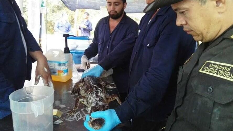 Animales limpiados. Foto: