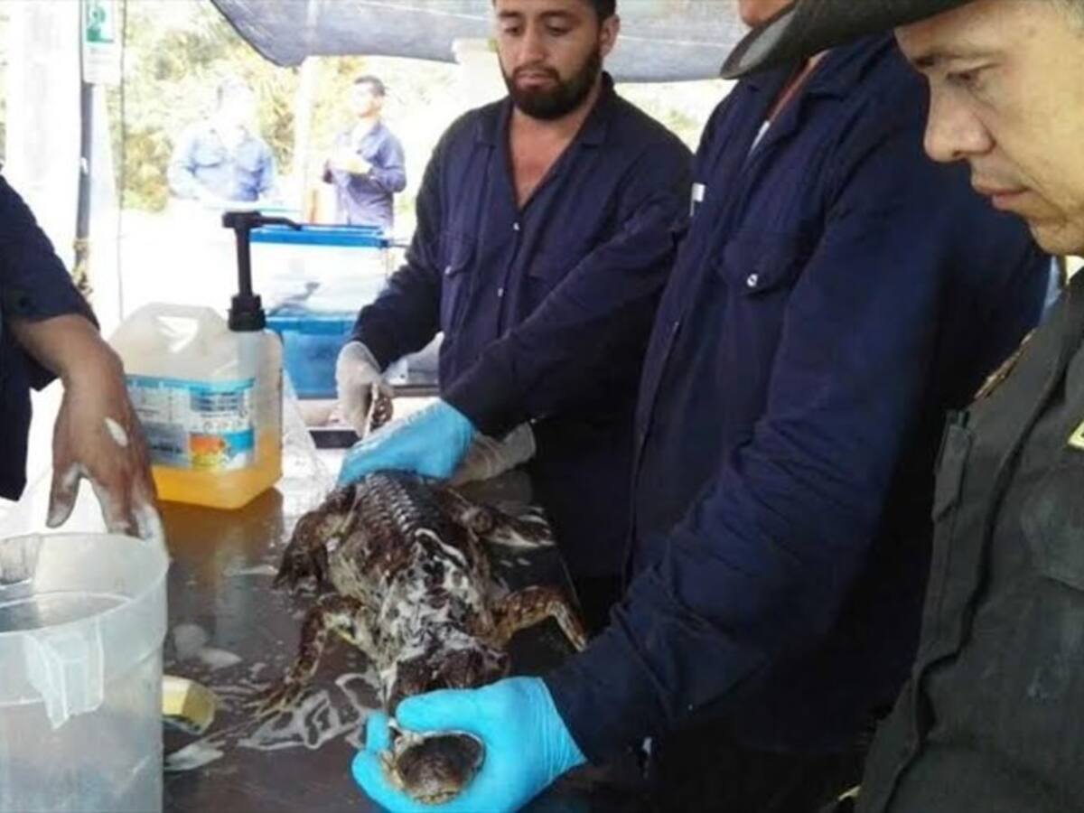 Policía ha limpiado el crudo en más de 1.200 animales de la emergencia en Barrancabermeja