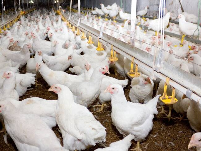 Levantan cuarentena sanitaria por influenza aviar en ocho municipios de Córdoba. Foto: Getty Images.
