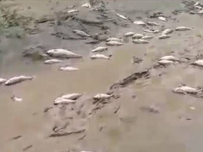 Se reporta mortandad de peces en Santander