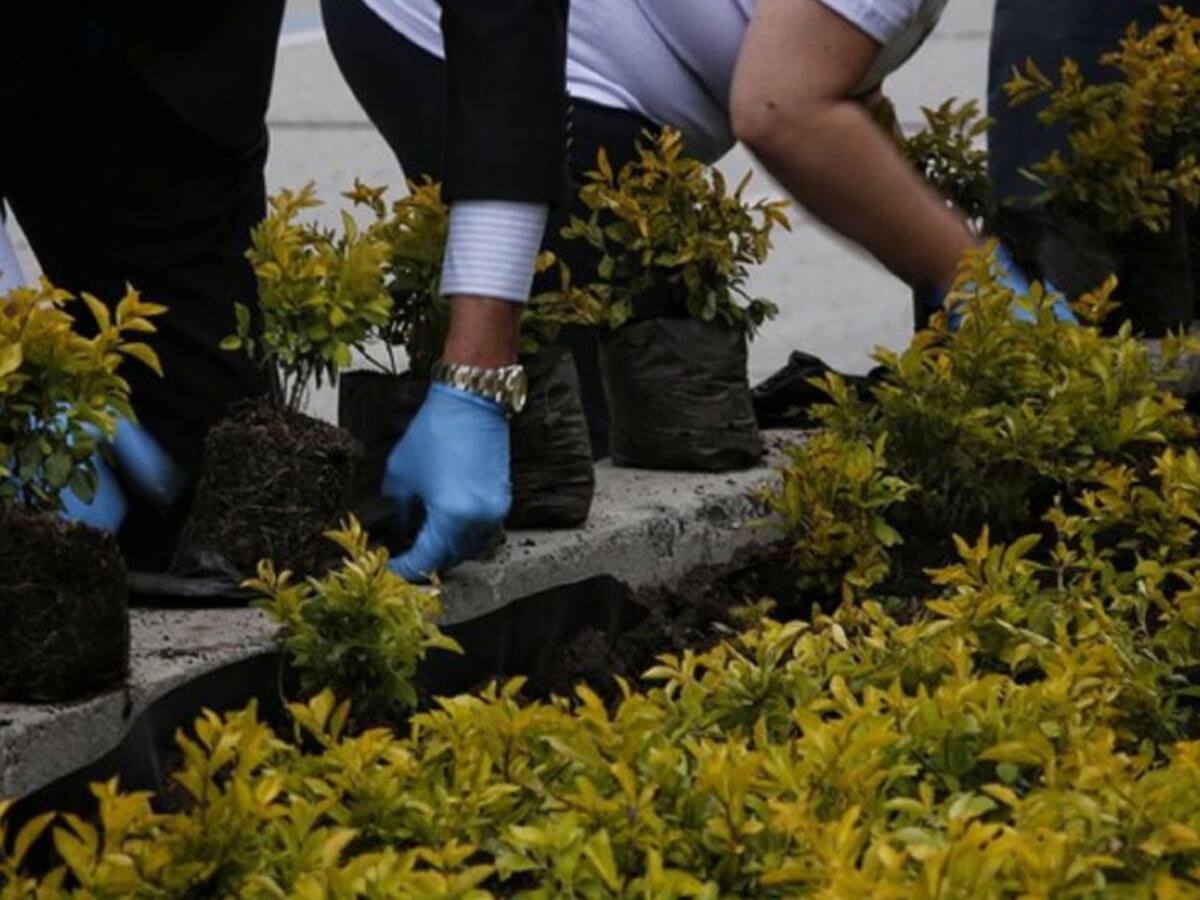 Nestlé y la Fedecafé se suman a la meta de 180 millones de árboles