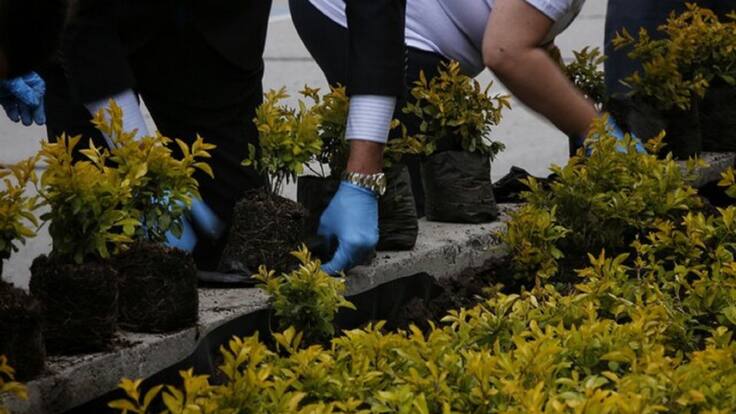 Nestlé y la Fedecafé se suman a la meta de 180 millones de árboles