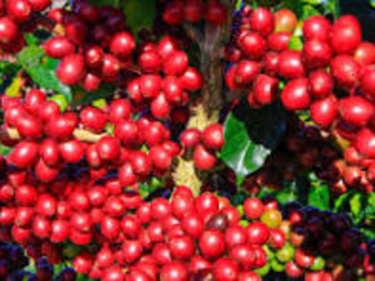 Embajador de la Unión Europea Gilles Bertrand, estudiara en el Huila proyecto cafetero