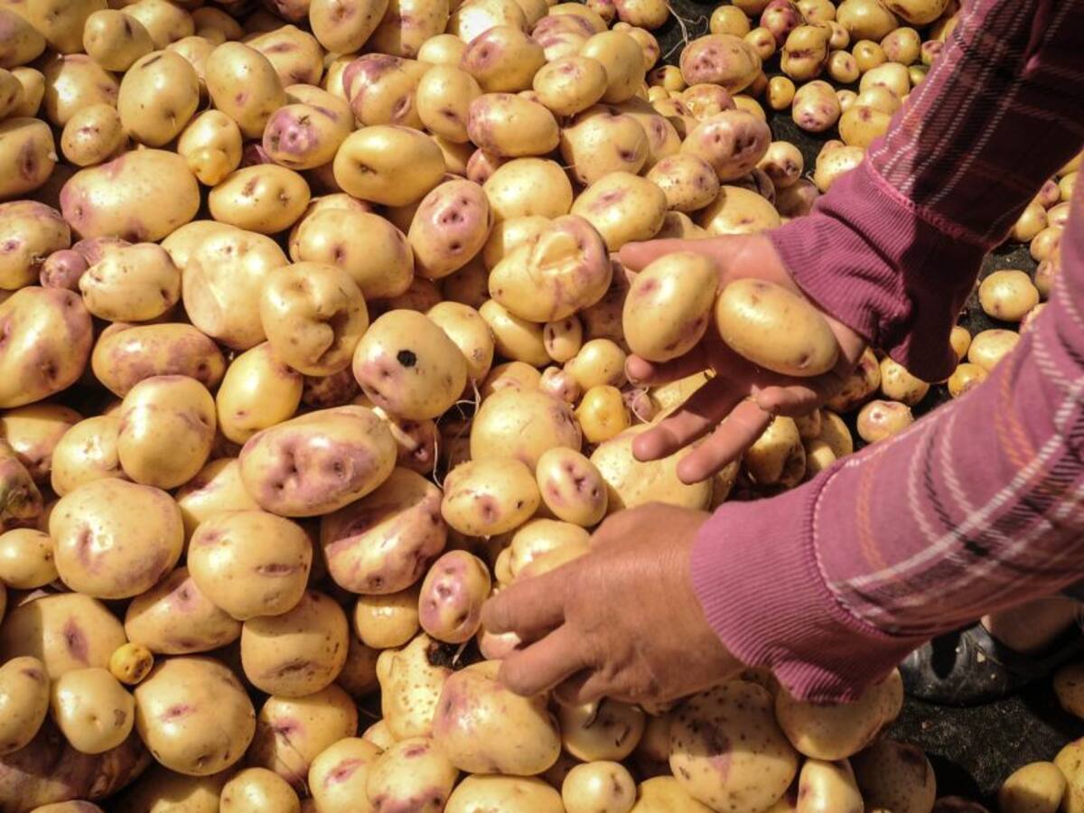 En plaza de mercado de Sogamoso comerciantes de papa viven crisis económica