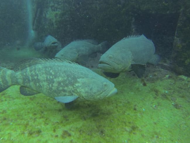 Logran cerrar el ciclo de reproducción del pez mero en aguas de Cartagena