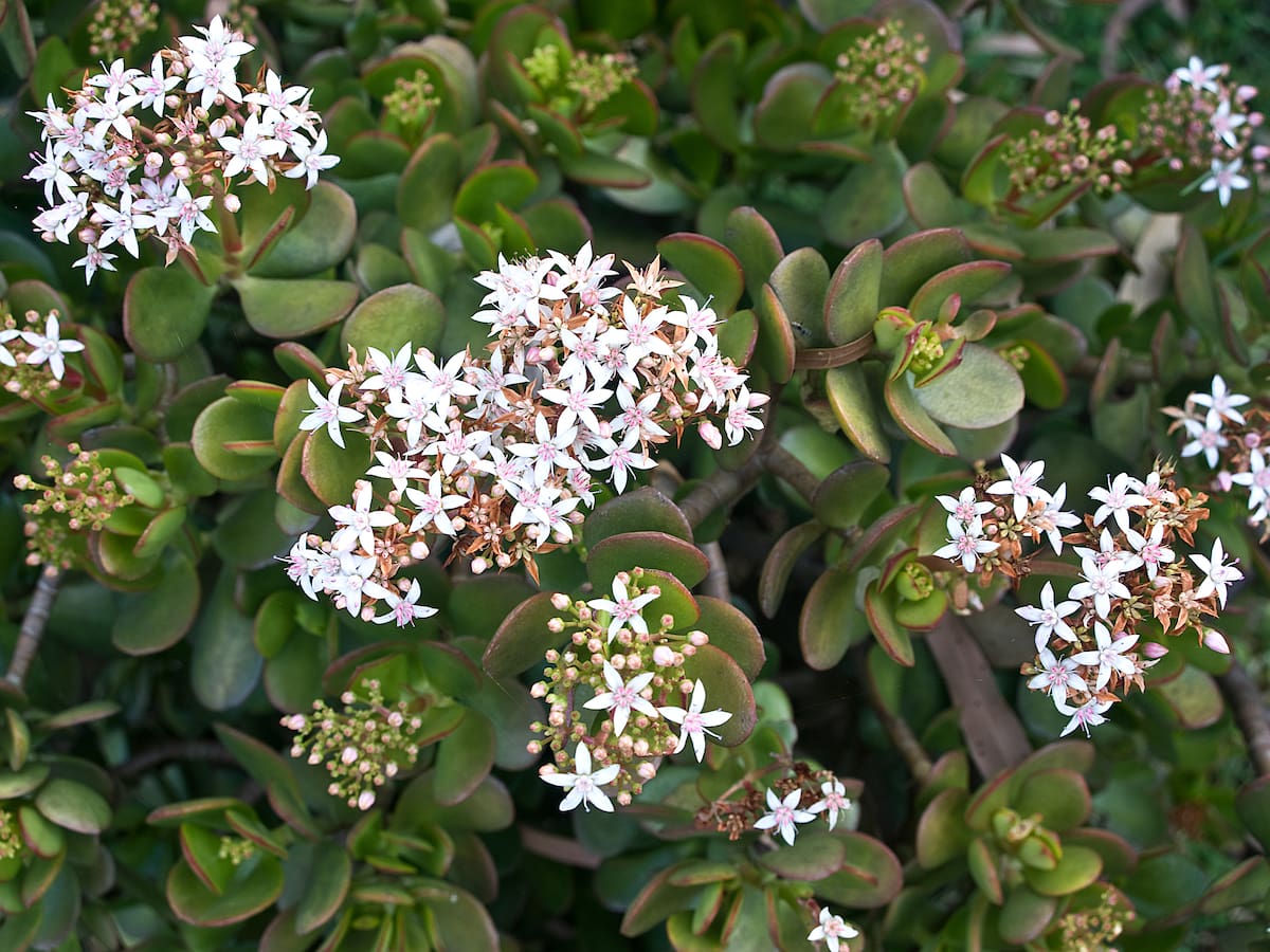 ¿Lo ha visto? Esto significa que el árbol de jade florezca: elemento clave para lograrlo