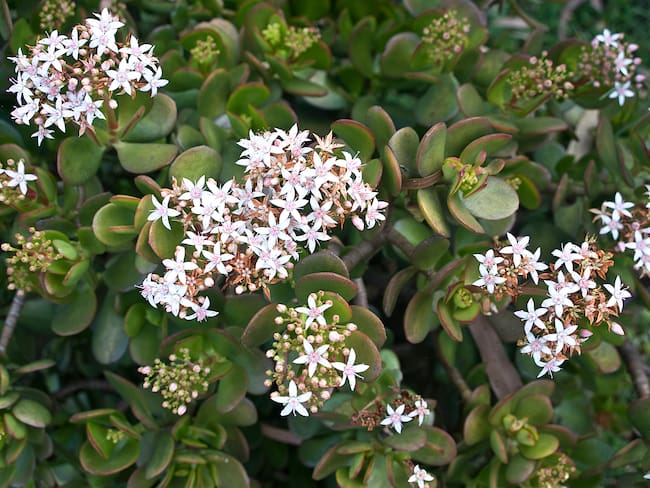 Árbol de jade florecido. (Foto: Getty Images)