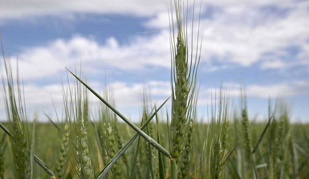 Campos de trigo en Ucrania 