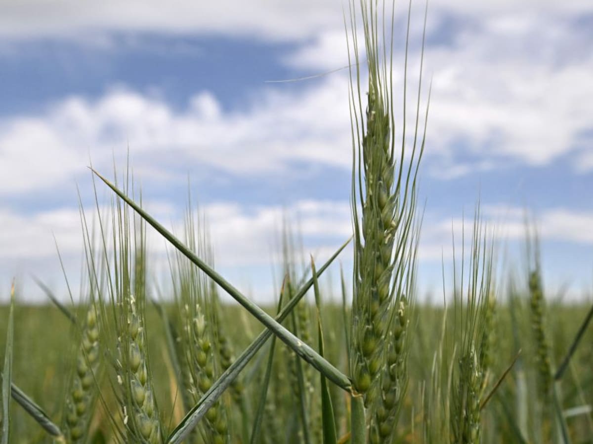 UE advierte que Rusia está bombardeando almacenes de cereales