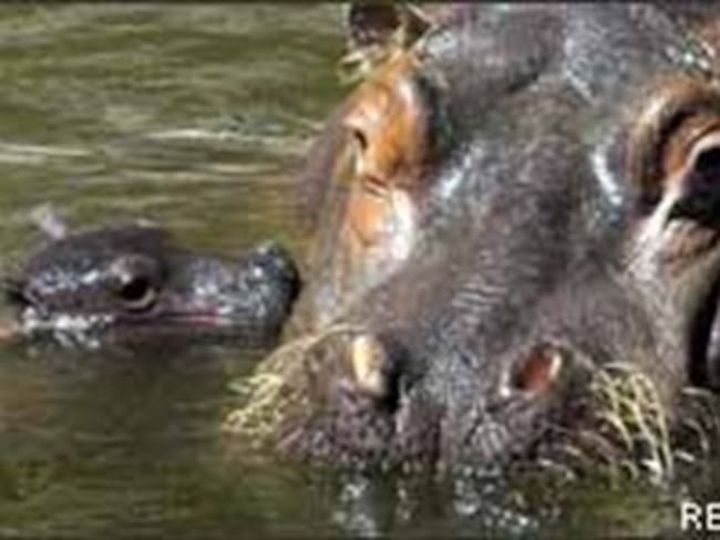 Destino de la mamá hipopótamo y su cría es un misterio