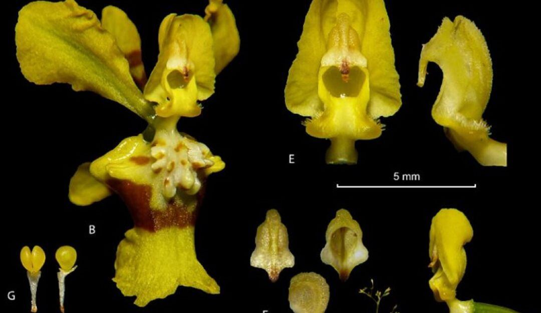 Nueva orquidea fue detectada en el Tolima