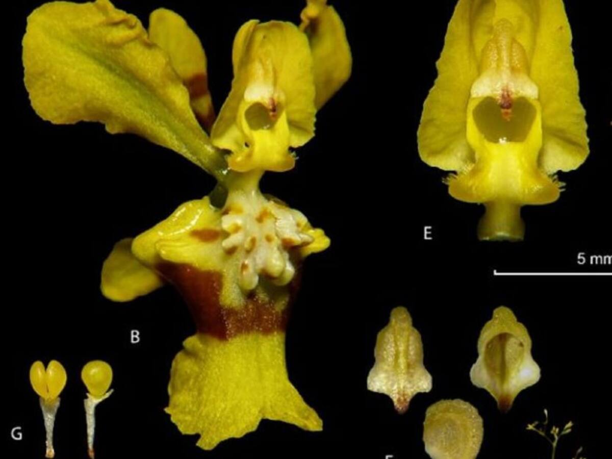 Hallan nueva especie de orquídea en el Tolima