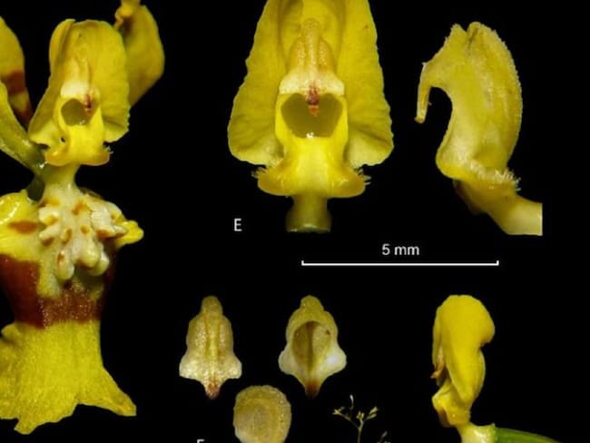 Nueva orquidea fue detectada en el Tolima