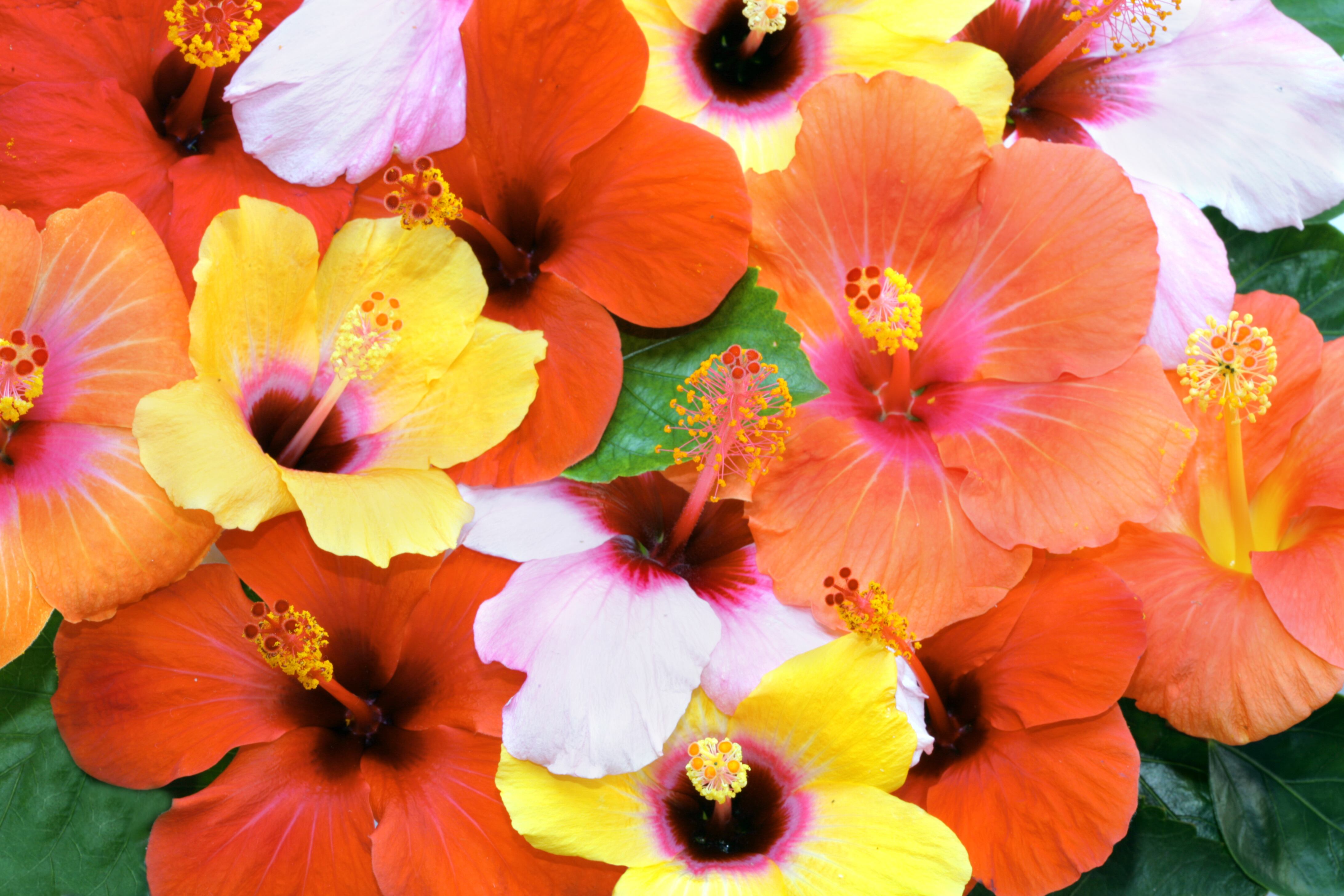 Flores de hibisco de diversos colores. (Foto: Getty Images)