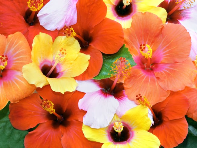 Flores de hibisco de diversos colores. (Foto: Getty Images)