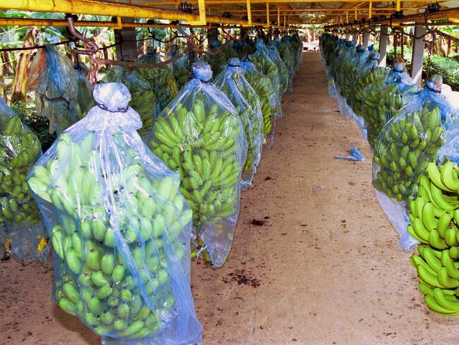 ¿Cultivos de banano del Valle podrían contagiarse del hongo Mal de Panamá?