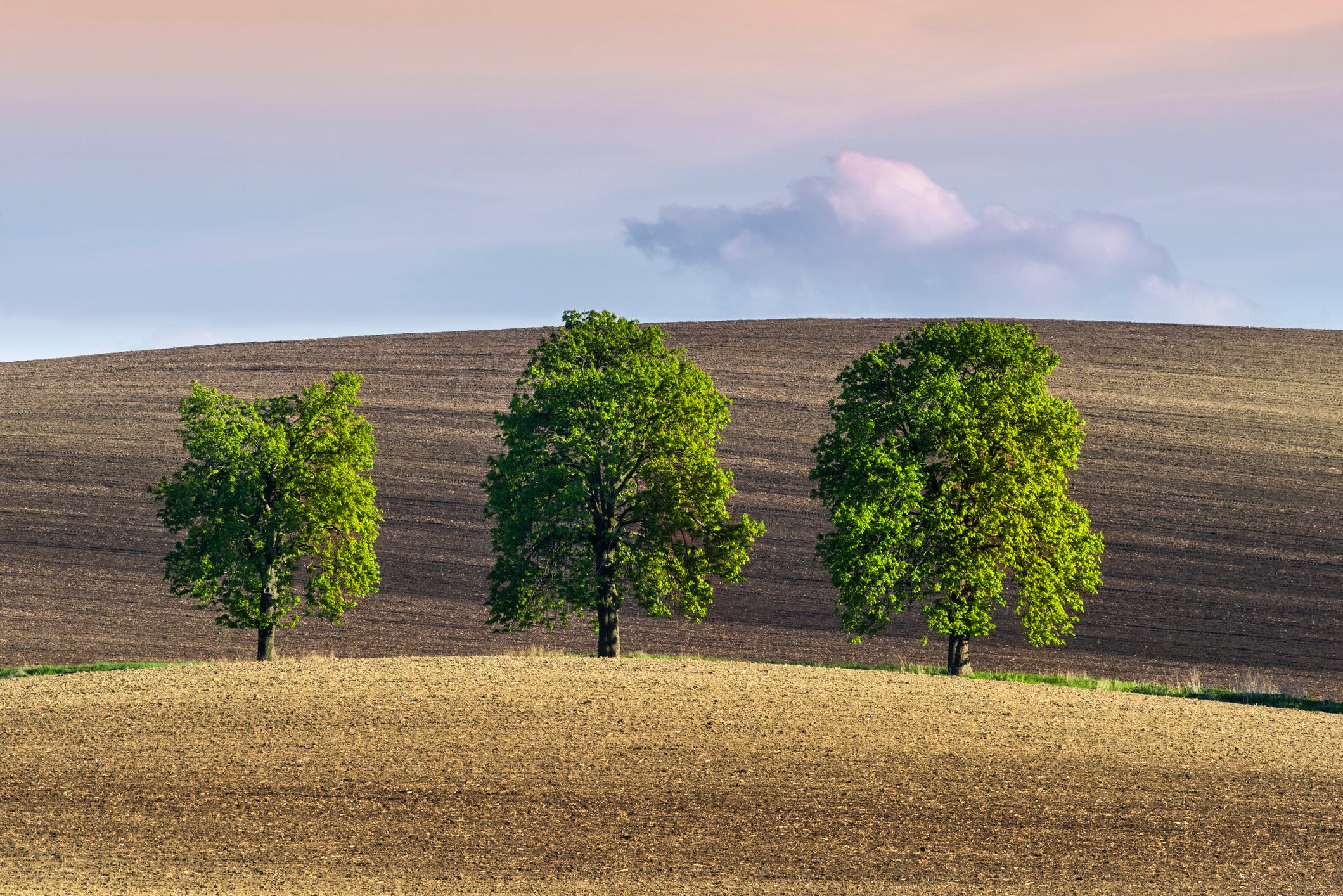¿Por qué es bueno ver tres árboles seguidos desde su casa? Esto significa // Getty Images