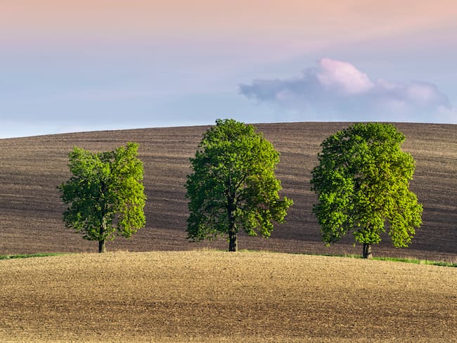 ¿Por qué es bueno ver tres árboles seguidos desde su casa? Esto significa  // Getty Images