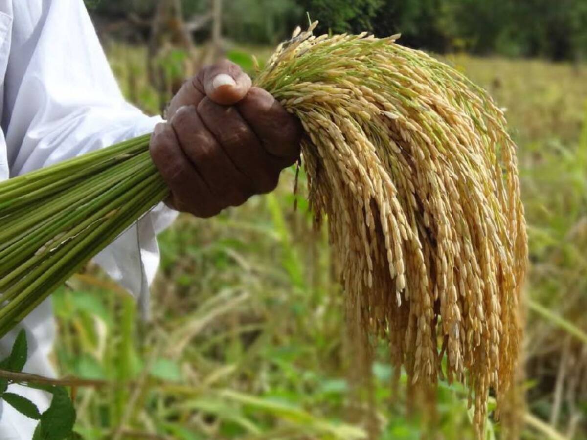 Arroceros del Huila "llevan del bulto" por altos costos de insumos