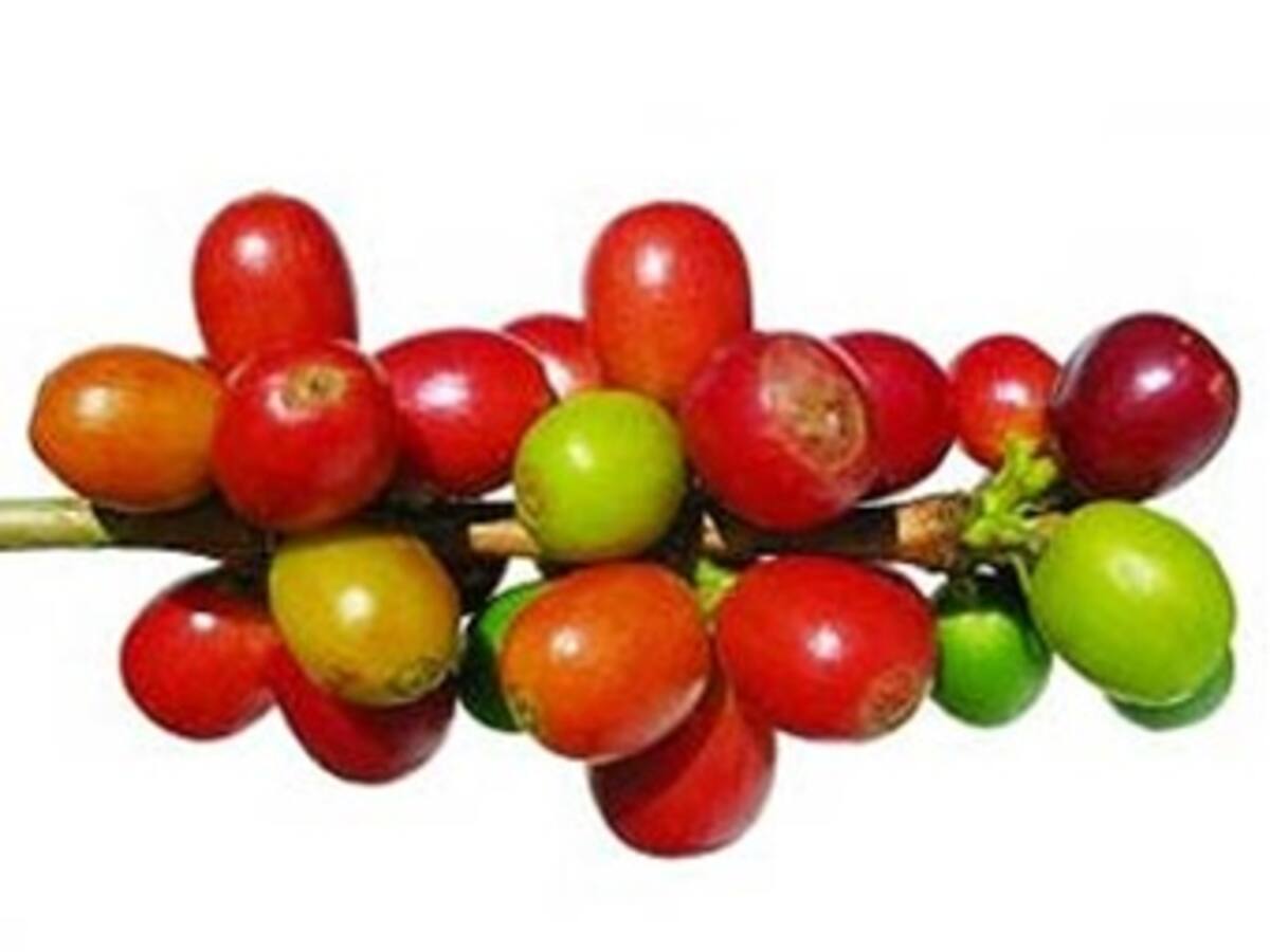 Indicadores diarios del café colombiano