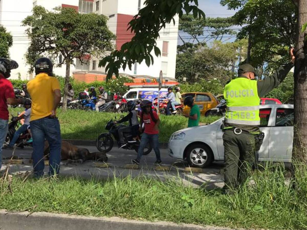 Un caballo fue arrollado en la autopista