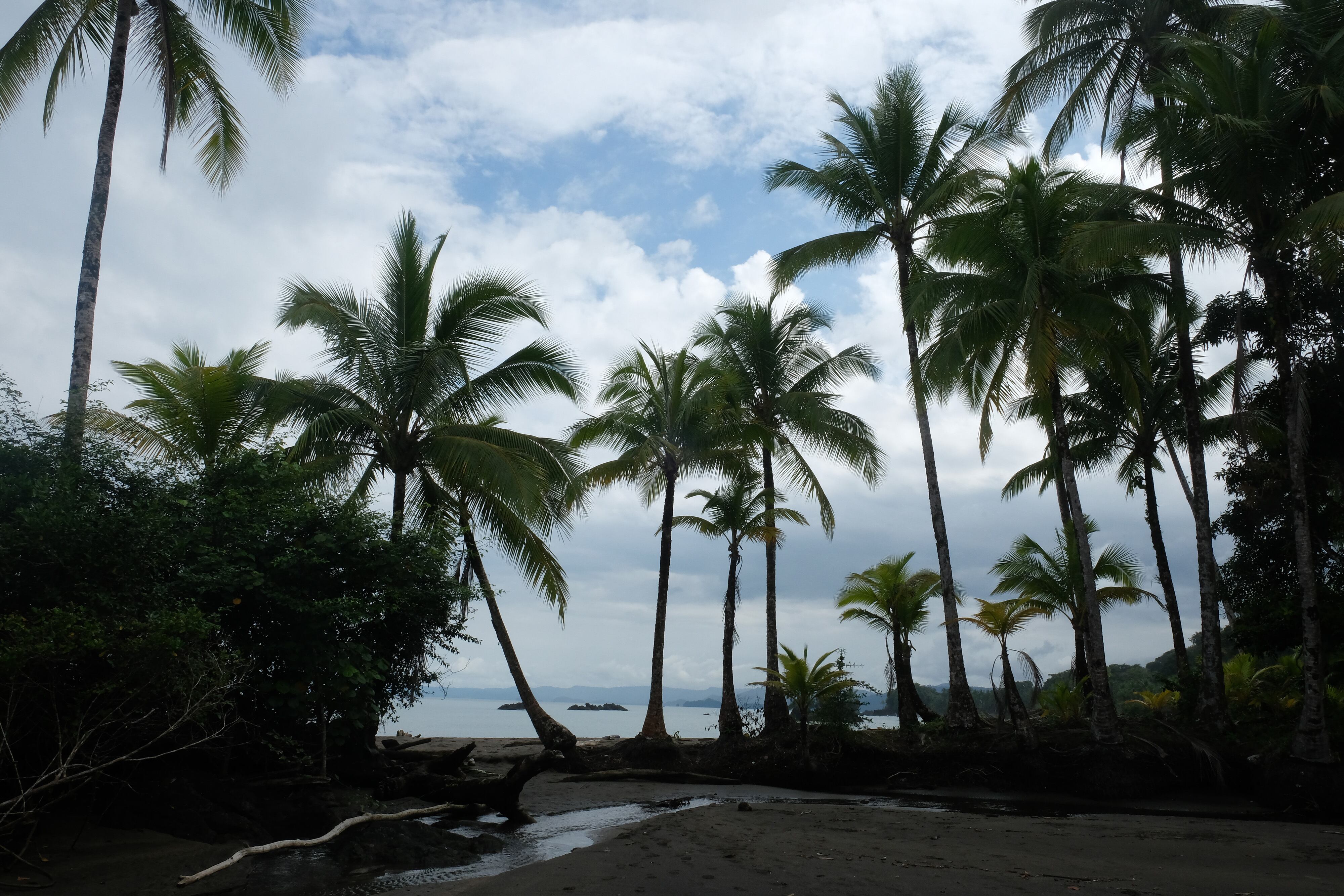 NUQUI, COLOMBIA - JANUARY 19, 2023: Palm trees on a beach on the Pacific Coast south of Nuqui on January 19, 2023 in Nuqui, Colombia. (Photo by Kaveh Kazemi/Getty Images)