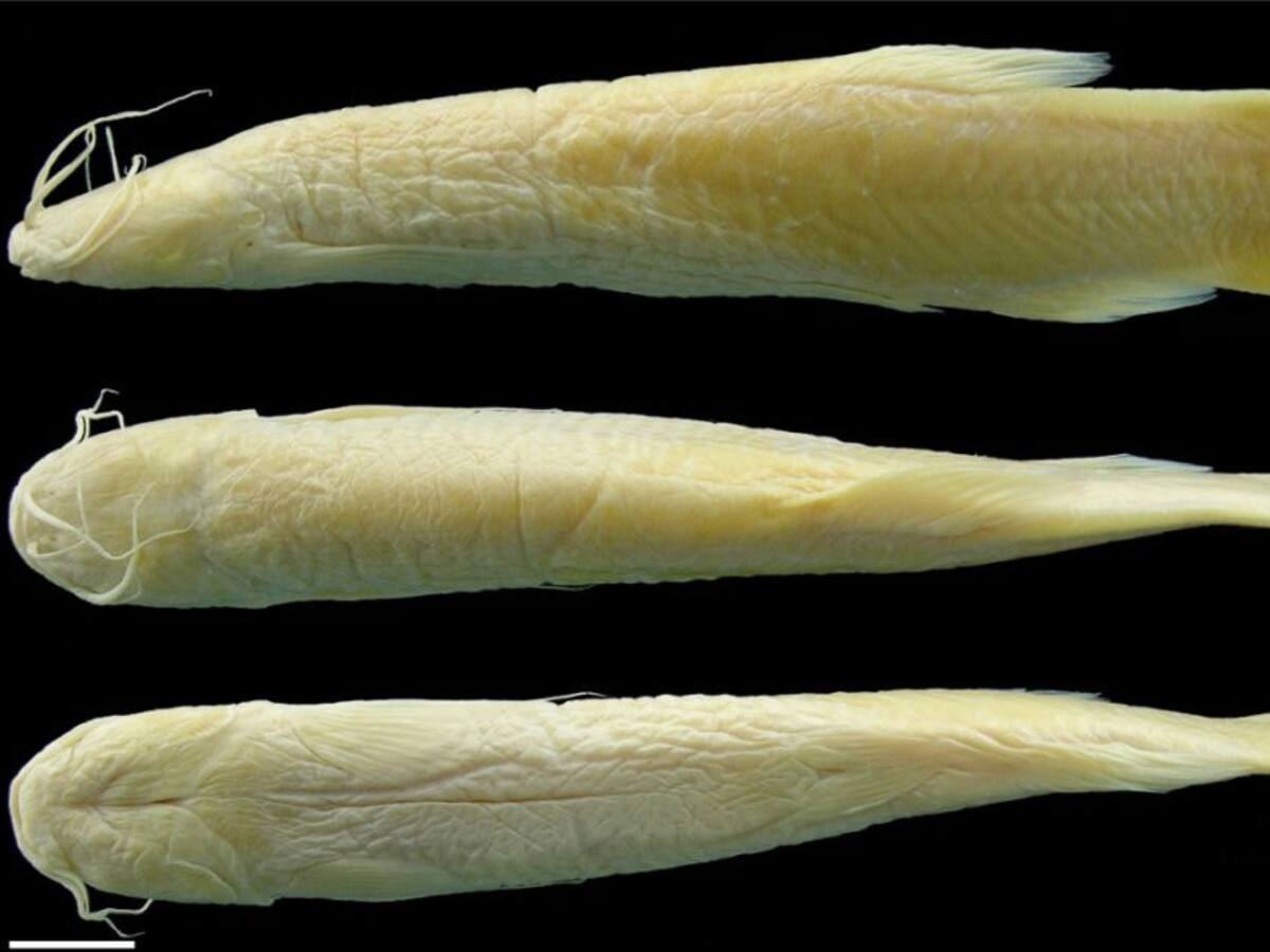 Colombia celebra el día de la biodiversidad descubriendo nuevas especies