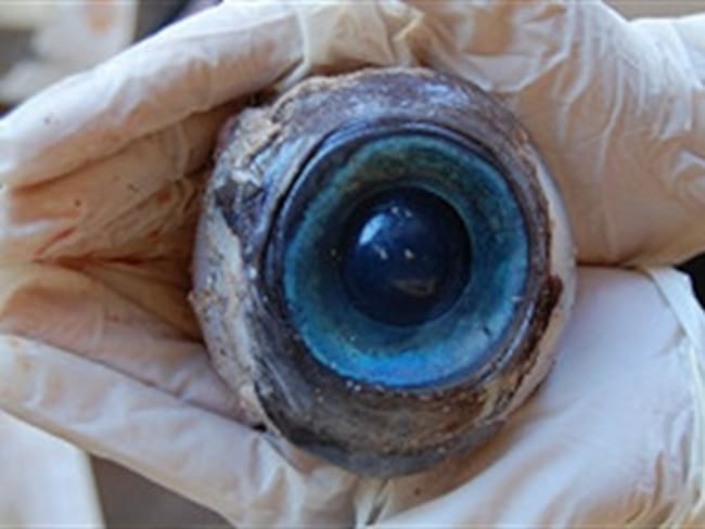 Un extraño ojo gigante causa revuelo en Estados Unidos
