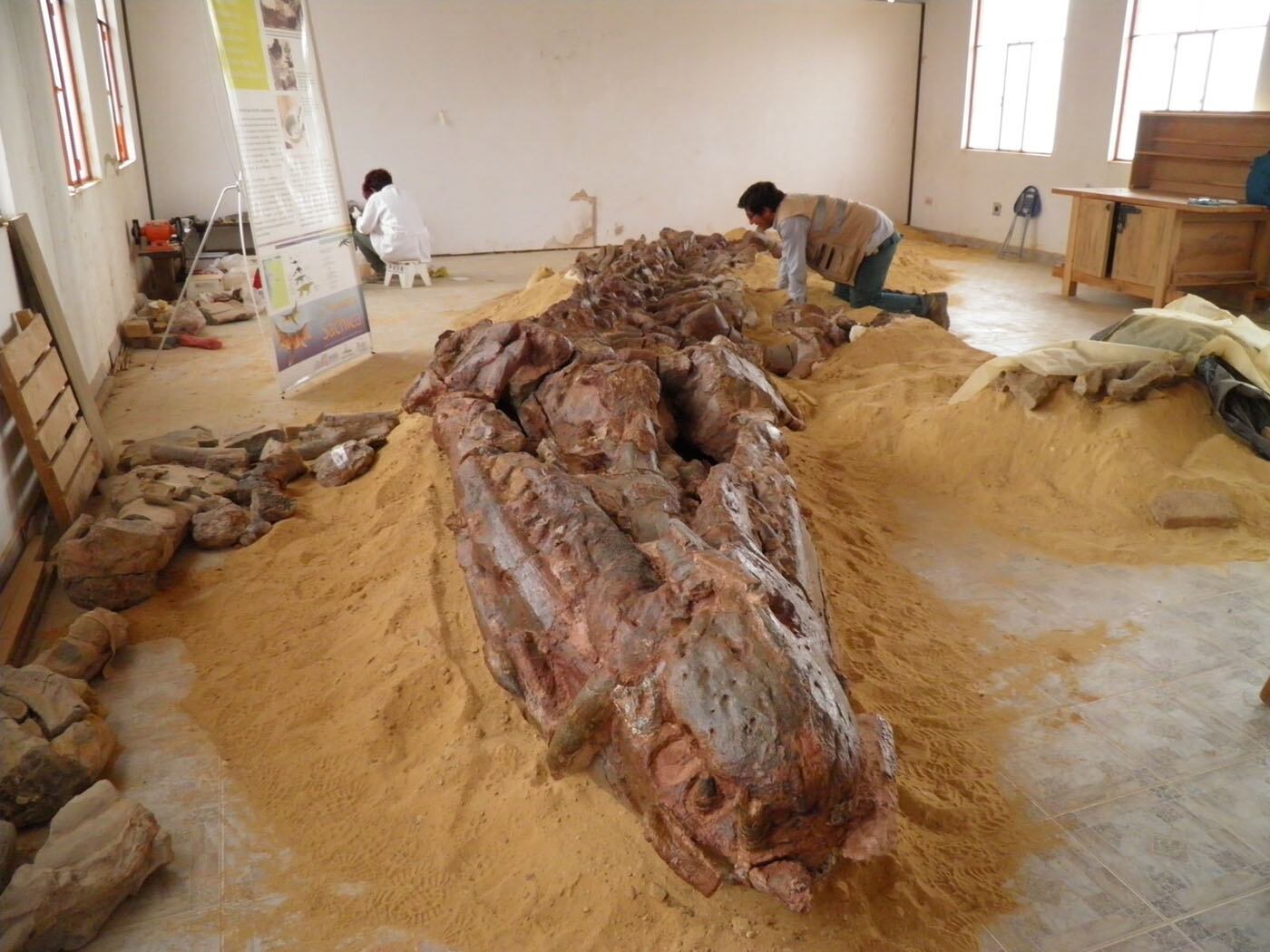 Descubren en Boyacá la edad de algunos vertebrados marinos de hace millones de años que se tenían guardados. Foto: Grupo de Investigación en Paleontología de Vertebrados de la UNAL.