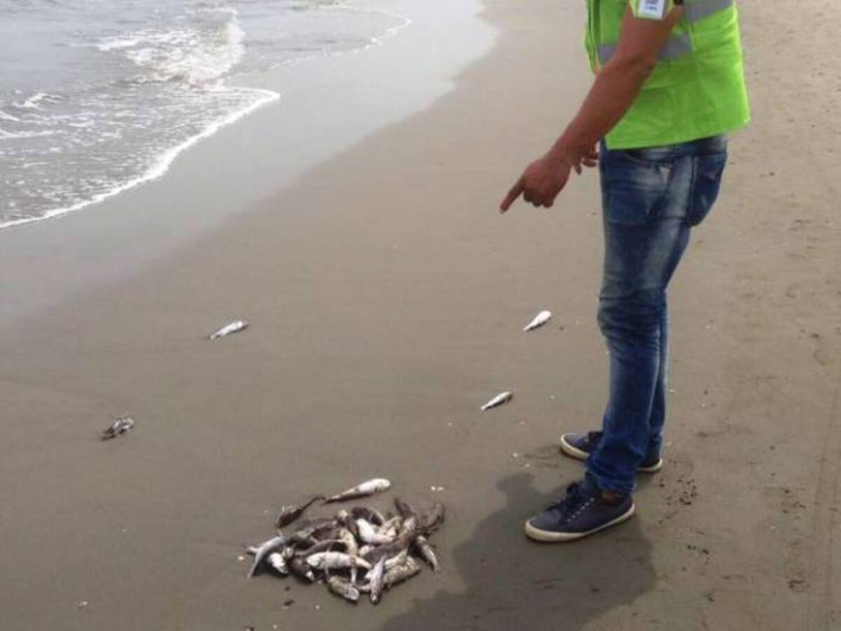 Pescadores de Marbella causan mortandad de peces