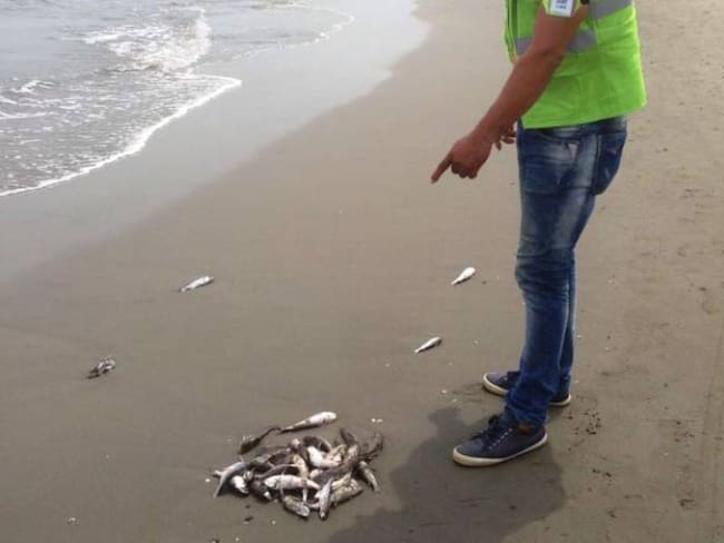 Pescadores de Marbella causan mortandad de peces