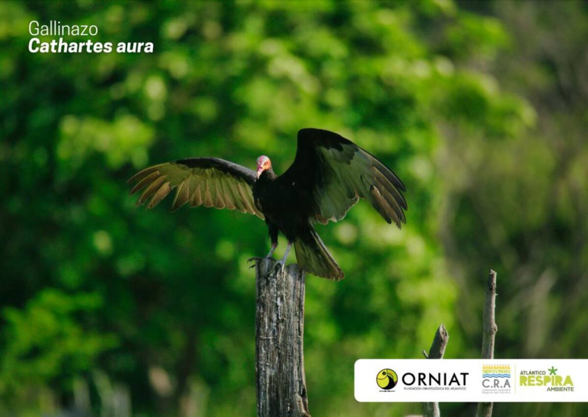 Atlántico vivió la jornada del Global Big Day, iniciativa mundial que a través del avistamiento, se identifican y dan a conocer el registro de aves con el que cuenta un territorio. En el marco de la expedición de Viaje al Corazón del Caribe de Caracol Radio y la Armada de Colombia, destacamos esta iniciativa que la Corporación Regional Autónoma del Atlántico, CRA y la Fundación ORNIAT de Atlántico, lideraron en el departamento, considerado un escenario de diversas especies de aves, tanto nativas como extranjeras que llegan hasta el Atlántico, atraídas por ecosistemas como el de la Ciénaga de Mallorquín y la vía Parque Isla Salamanca.