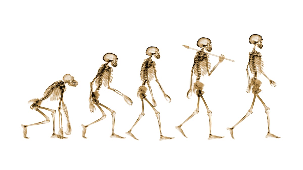 Evolución del hombre: este es el hueso con el que ya no nacen los humanos