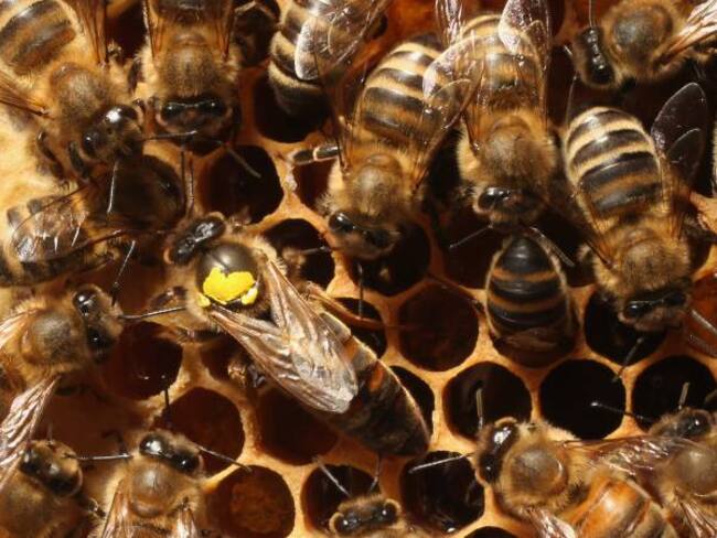 Se reporta ataque de abejas en Ibagué