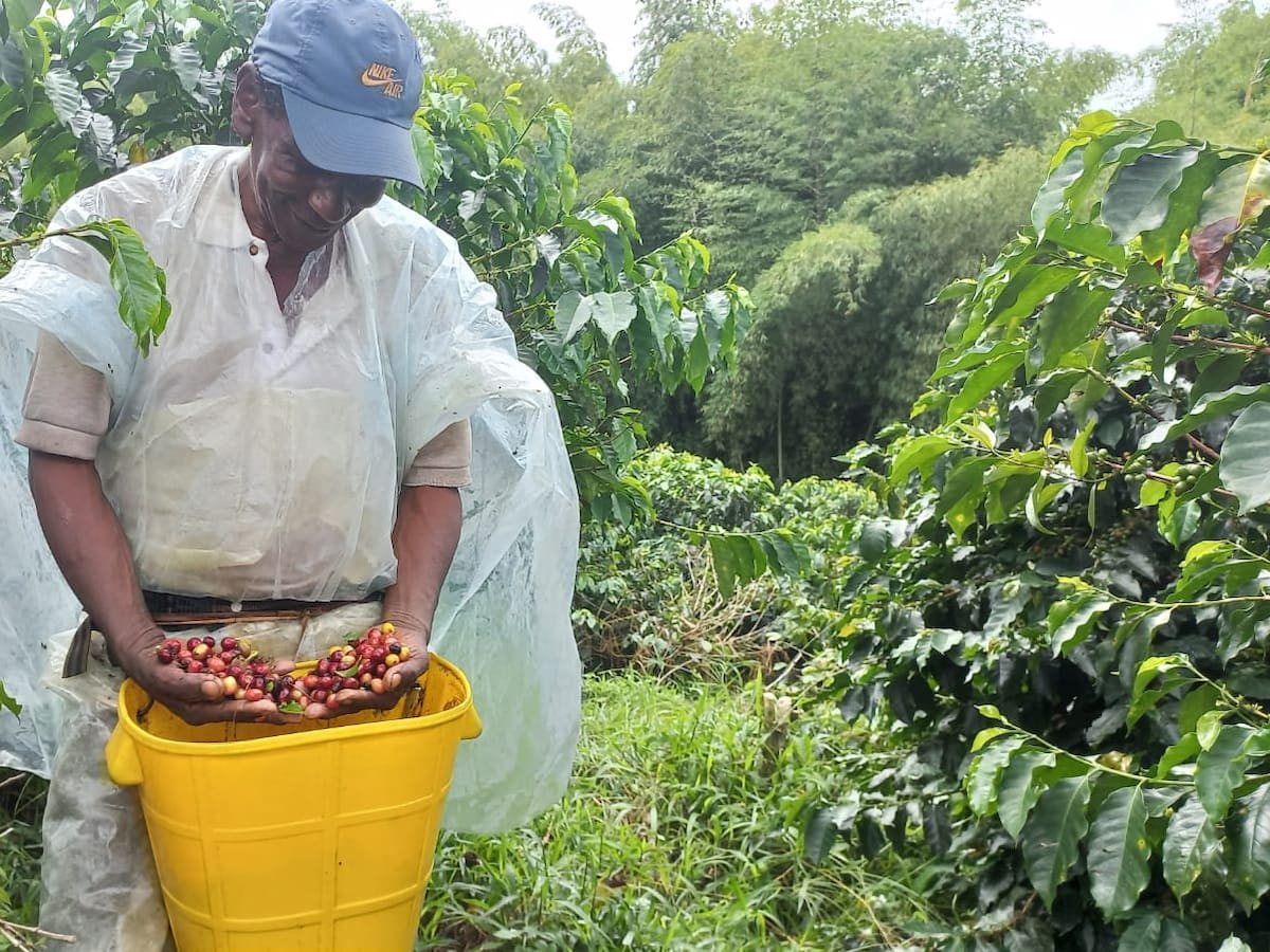 Cafeteros en el Quindío evidencian el impacto negativo ante la falta de las floraciones por lluvias