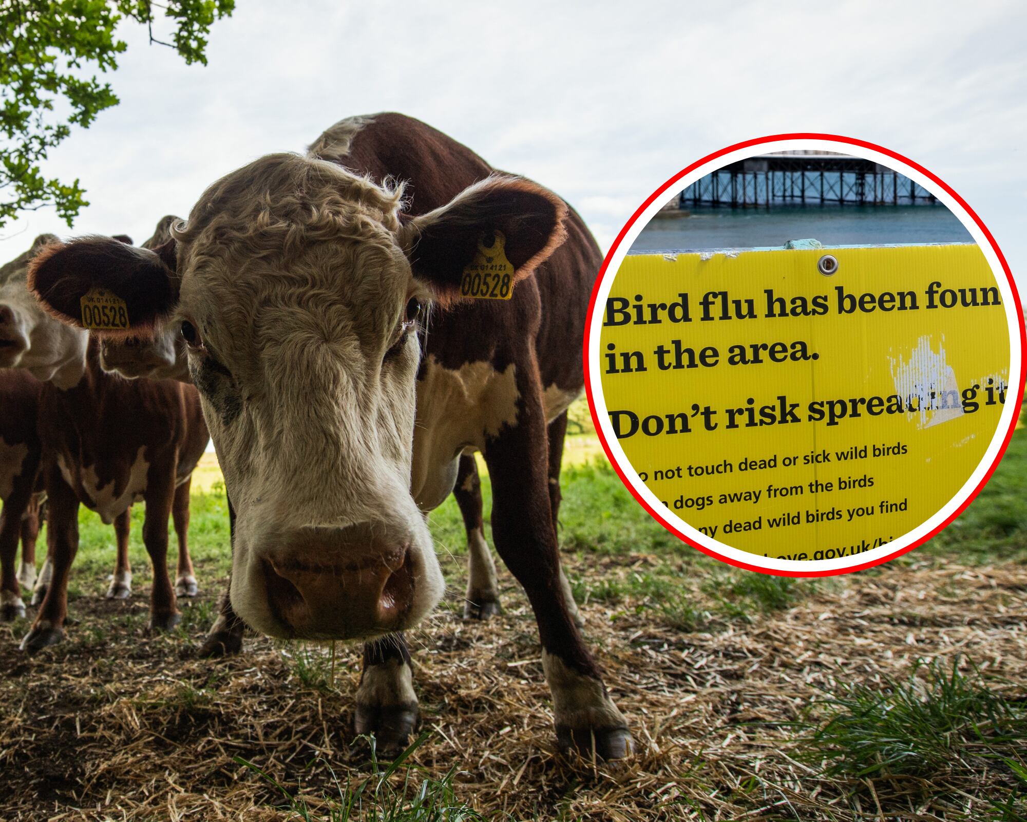 Luego de que un hombre se contagiara con gripe aviar tras consumir leche, las autoridades ordenaron revisar muestras de leche cruda para encontrar focos de la enfermedad.
(Foto: Caracol Radio / Getty)