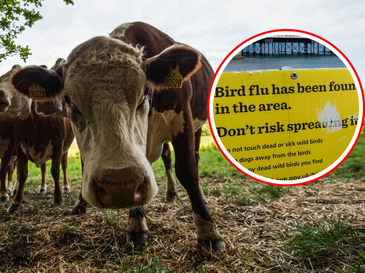 Gripe aviar: Estados Unidos revisará leche a nivel nacional para detectar la enfermedad