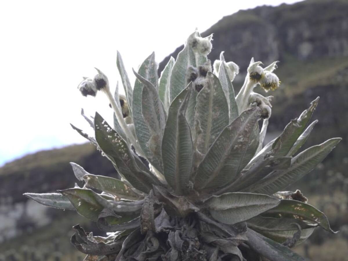 ¿Sabe cómo funciona un frailejón?