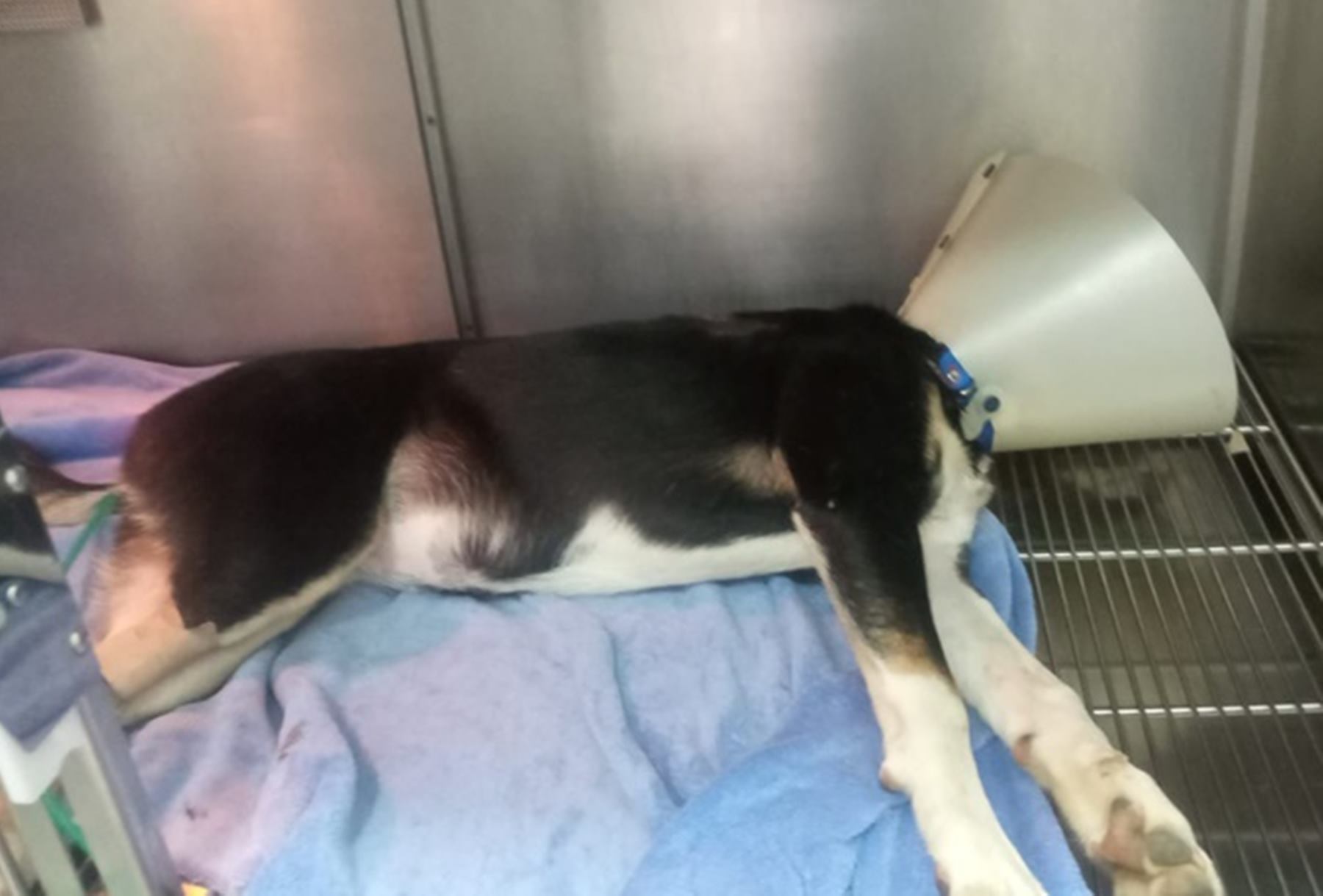 Perro perdió la movilidad tras agresión con una escopeta en Ibagué