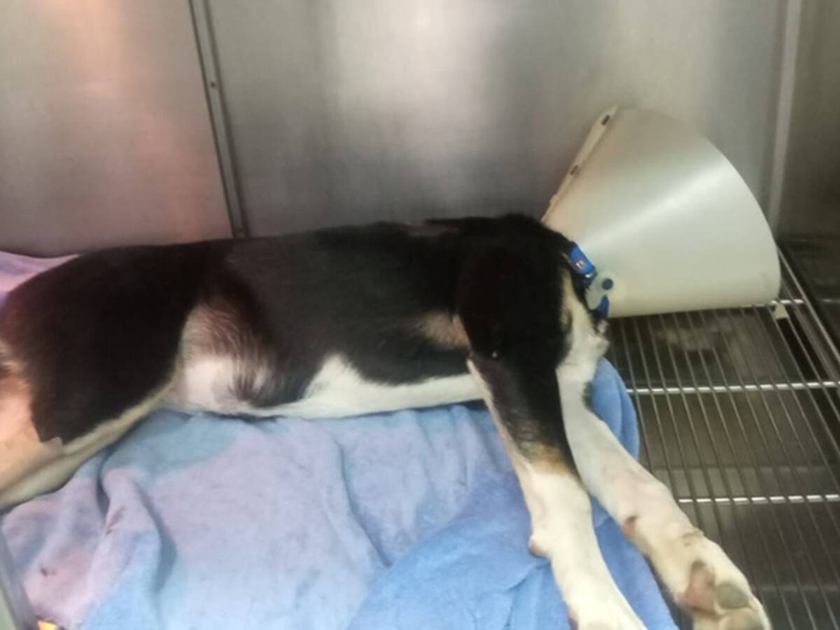 Perro pastor alemán perdió la movilidad tras agresión con una escopeta en Ibagué