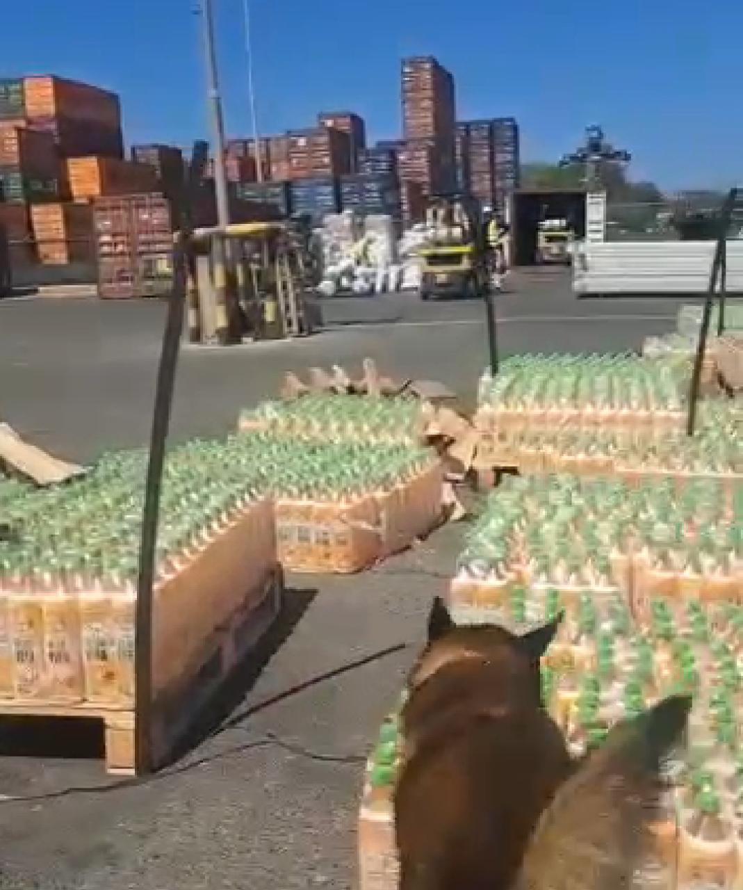 Droga incautada en zona portuaria de Barranquilla./ Foto: Dirección Antinarcóticos